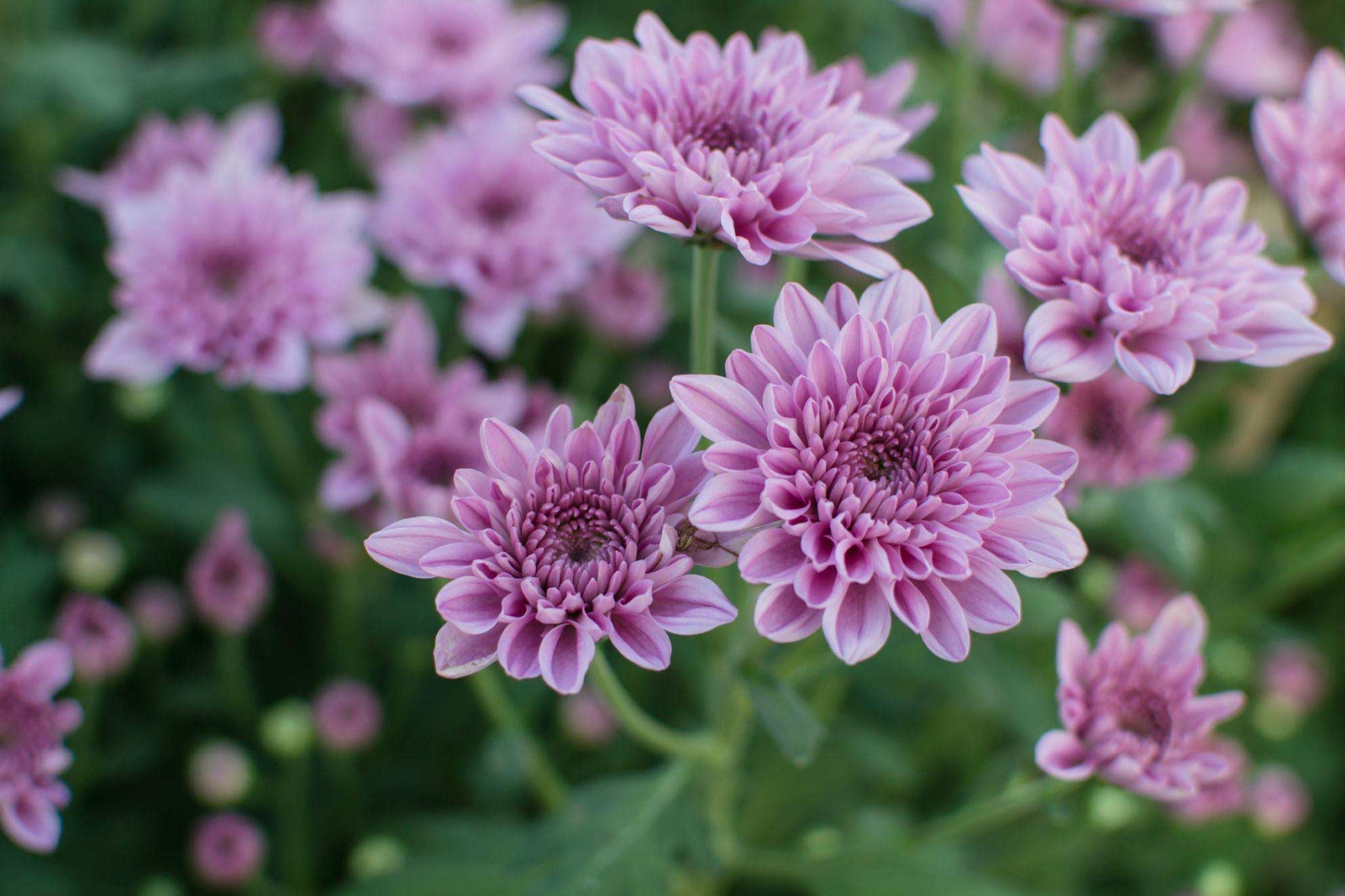 Chrysanthemum